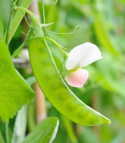 Pea Oregon Sugar Pod II Snow Pea
